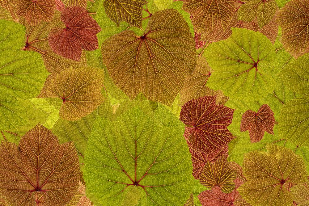USA, Washington State, Seabeck, USA, Washington State, Seabeck. Grape leaves close-up.
